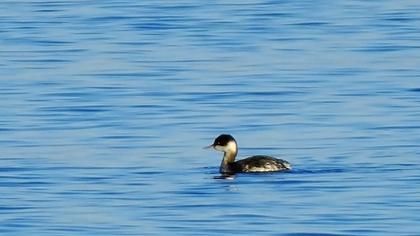 Karaboyunlu batağan