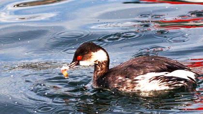 Karaboyunlu batağan