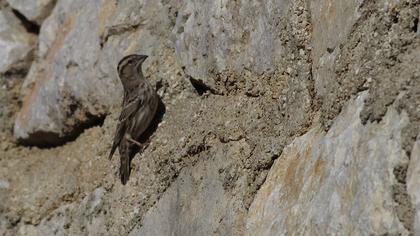 Kaya serçesi
