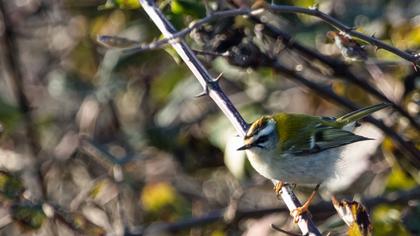 Sürmeli çalıkuşu