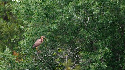 Erguvani balıkçıl