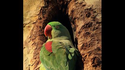 İskender papağanı