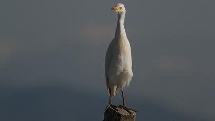 Sığır balıkçılı