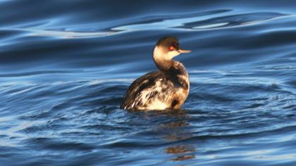 Karaboyunlu batağan