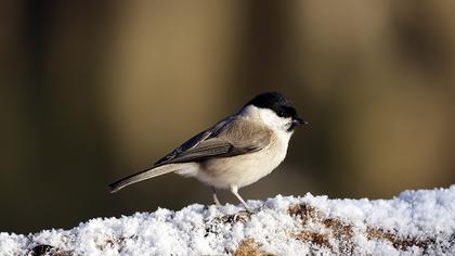 Kayın baştankarası