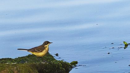 Sarı kuyruksallayan