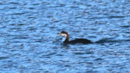 Karagerdanlı dalgıç