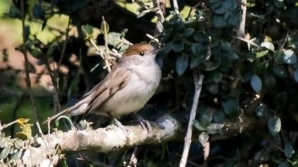 Karabaşlı ötleğen