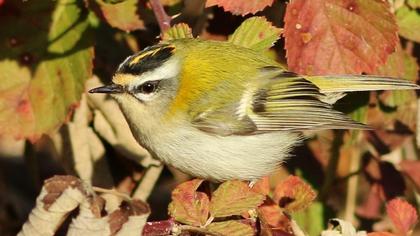 Sürmeli çalıkuşu