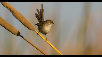 Dikkuyruklu ötleğen