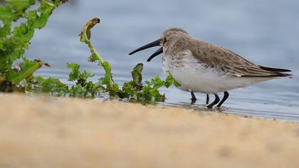 Karakarınlı kumkuşu