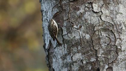 Bahçe tırmaşıkkuşu