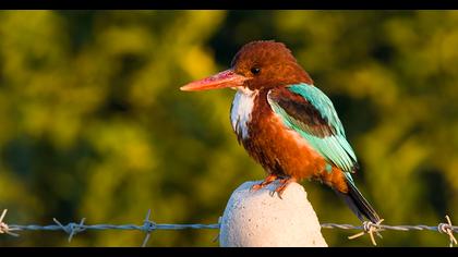 İzmir yalıçapkını