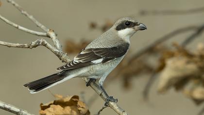 Karaalınlı örümcekkuşu