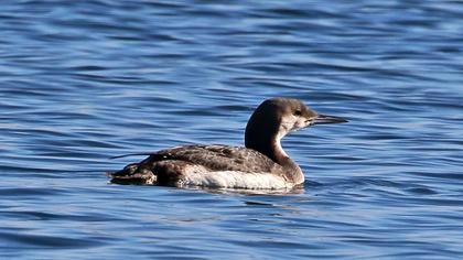 Karagerdanlı dalgıç