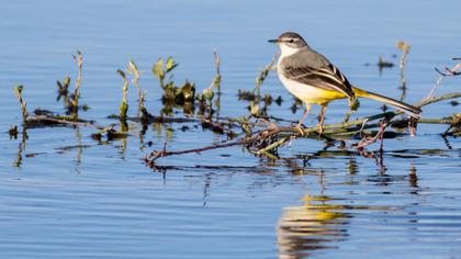 Dağ kuyruksallayanı