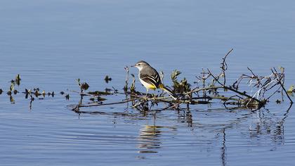 Dağ kuyruksallayanı