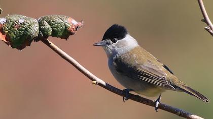 Karabaşlı ötleğen