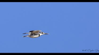 Alaca yalıçapkını