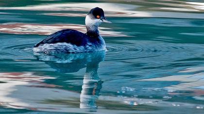 Karaboyunlu batağan