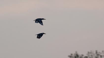 Alaca yalıçapkını