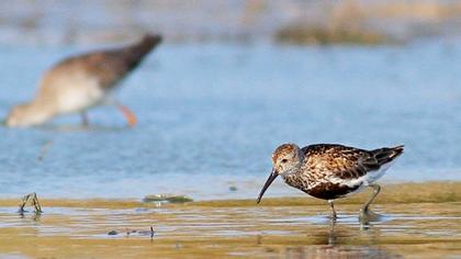 Karakarınlı kumkuşu