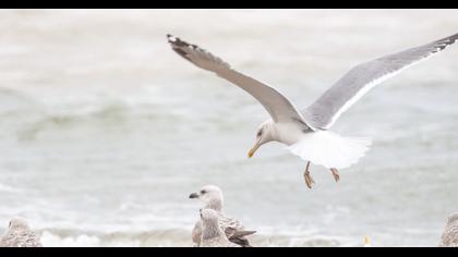 Kuzey gümüş martı