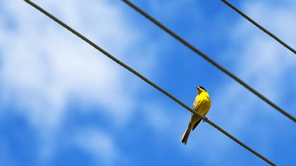 Karabaşlı kirazkuşu