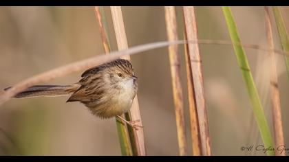 Dikkuyruklu ötleğen