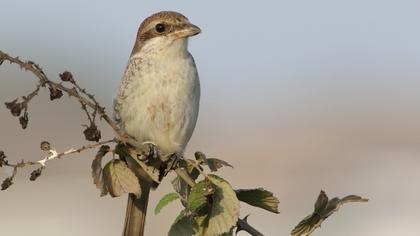 Kızılsırtlı örümcekkuşu
