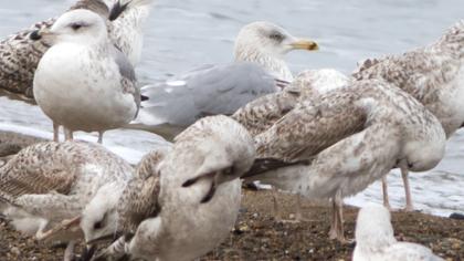 Kuzey gümüş martı