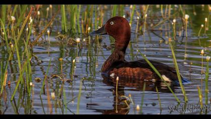 Ferruginous Duck