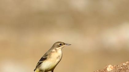 Sarı kuyruksallayan
