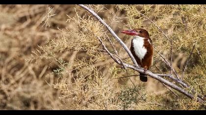 İzmir yalıçapkını