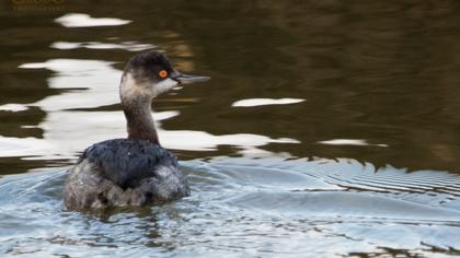 Karaboyunlu batağan