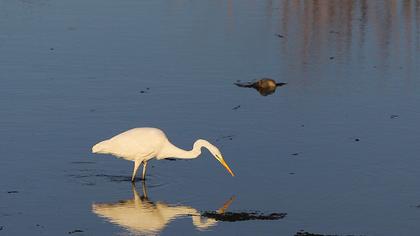 Büyük ak balıkçıl