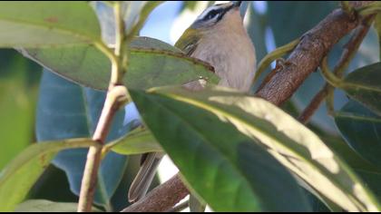 Sürmeli çalıkuşu