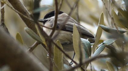 Kayın baştankarası