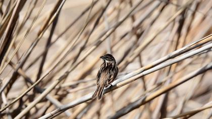 Bataklık Kirazkuşu