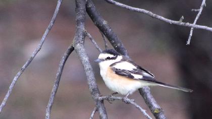 Maskeli örümcekkuşu