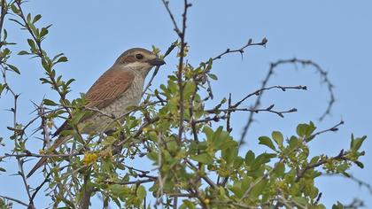 Kızılsırtlı örümcekkuşu