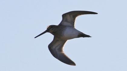 Küçük suçulluğu