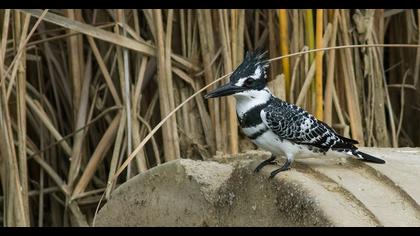 Alaca yalıçapkını