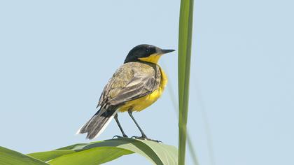 Sarı kuyruksallayan