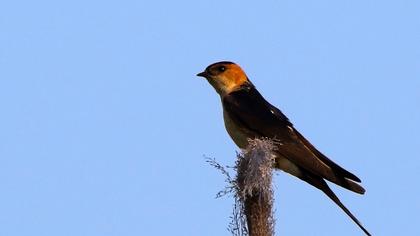 Kızıl kırlangıç