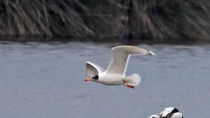 Büyük karabaş martı