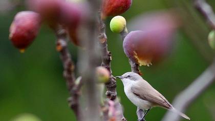 Küçük akgerdanlı ötleğen