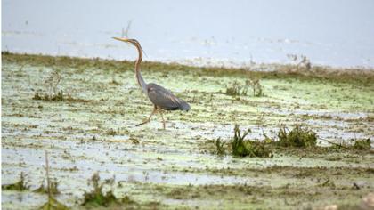 Erguvani balıkçıl