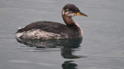 Kızılboyunlu batağan