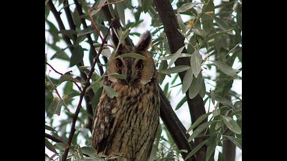 Kulaklı orman baykuşu